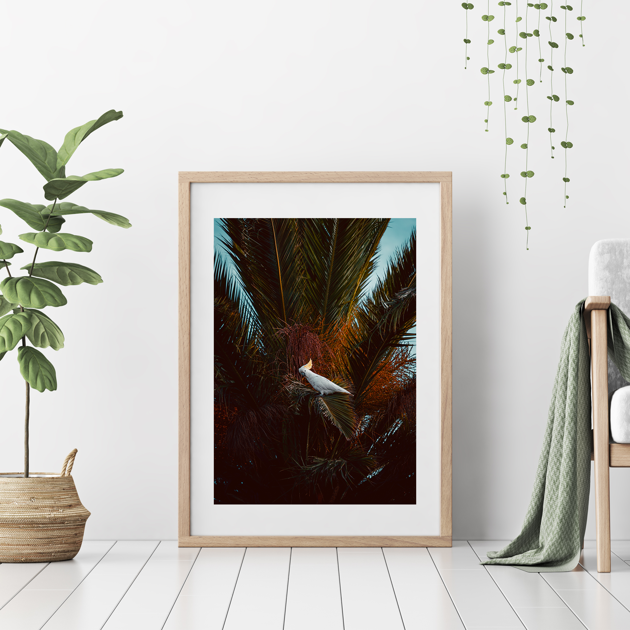 Cockatoo Sunset - by Ash K - Well Drawn